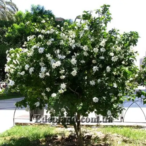 Изображение Гардения Тунберга - Gardenia thunbergia