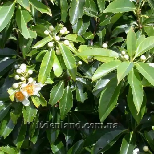 Изображение Схима роскошная - Schima superba