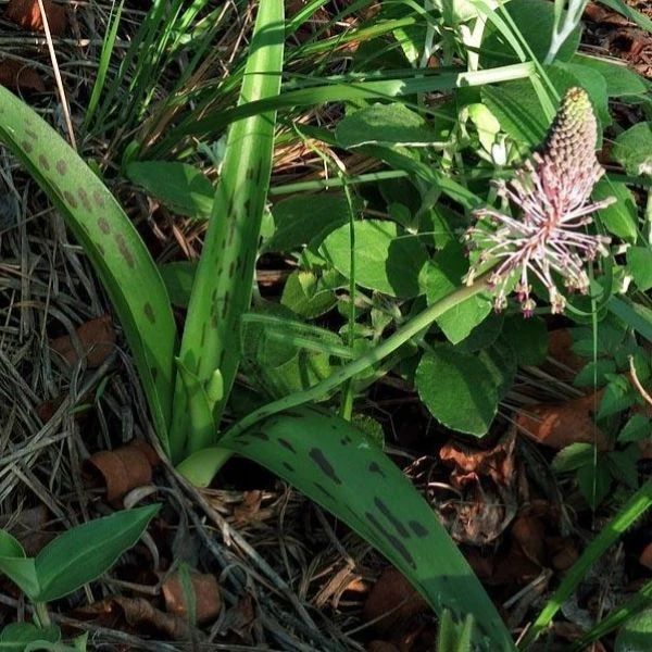 Изображение Ледебурия шершаволистная  - Ledebouria asperifolia