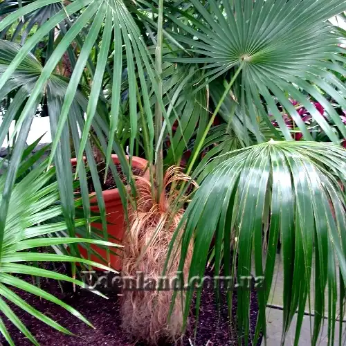 Изображение Коккотринакс волосатый подвид волосатый - Coccothrinax crinita subsp. crinita