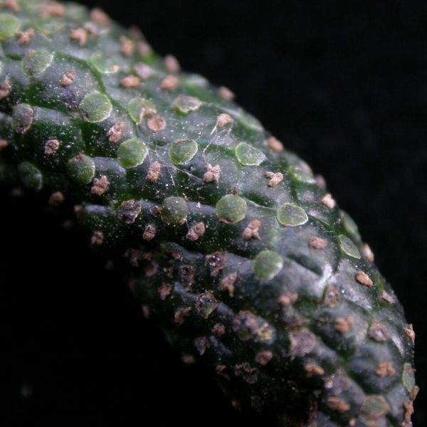 Изображение созревший плод 