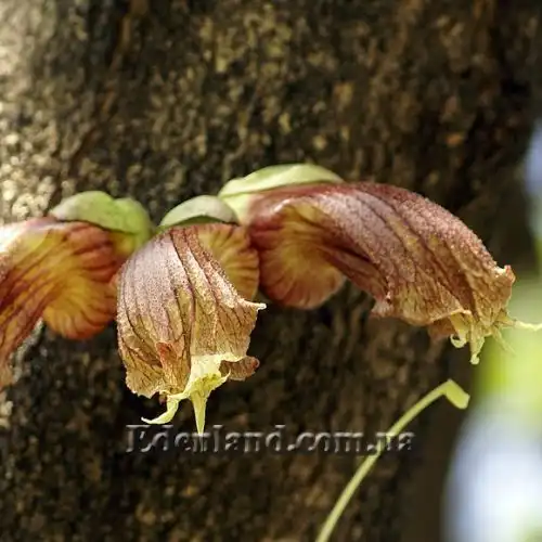 Зображення Кресцентія крилата - Crescentia alata