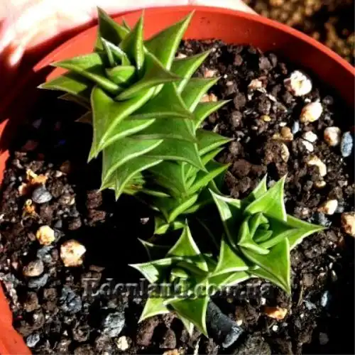 Изображение Астролоба листочковая - Astroloba foliolosa