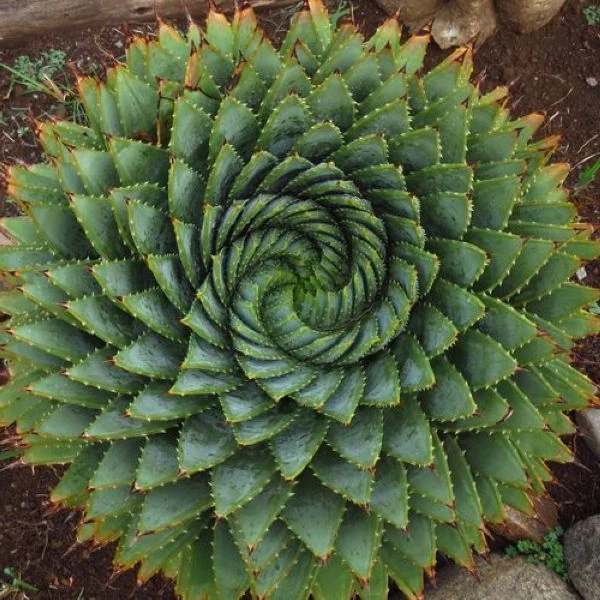 Алое багатолисте - Aloe polyphylla