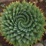Изображение Алоэ многолистное  - Aloe polyphylla