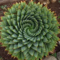 Зображення Алое багатолисте