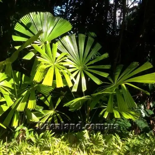 Изображение Ликуала Рамсея  - Licuala ramsayi
