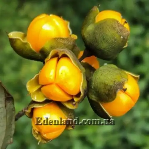 Изображение Целаструс метельчатый - Celastrus paniculatus