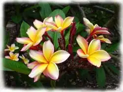 Плюмерія