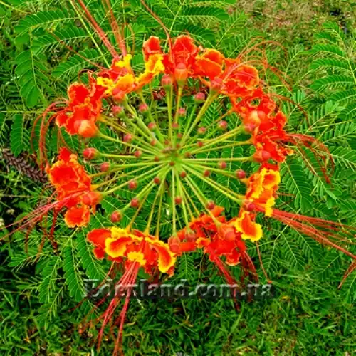 Изображение Цезальпиния прекраснейшая - Caesalpinia pulcherrima