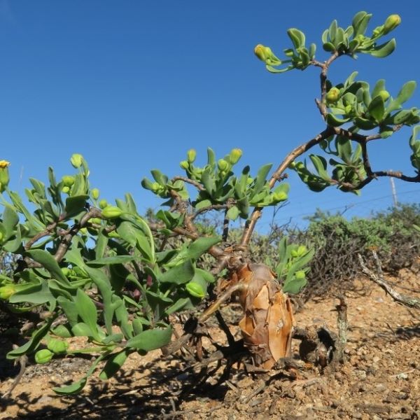 Зображення Отонна дуболиста - Othonna quercifolia