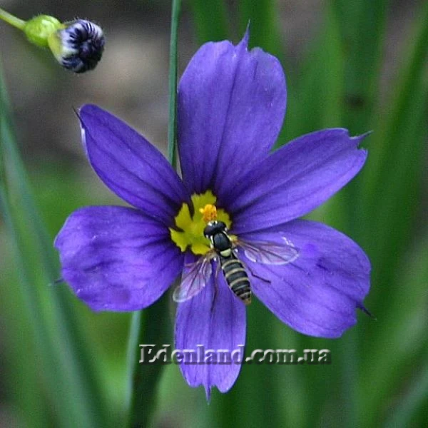 Зображення Сизірінхіум вузьколистий - Sisyrinchium angustifolium