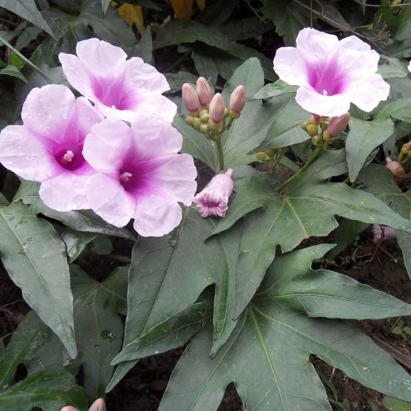 Зображення Іпомея маврикійська - Ipomoea mauritiana 