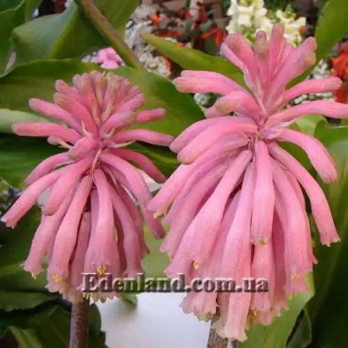 Изображение Вельтгеймия прицветниковая - Veltheimia bracteata 