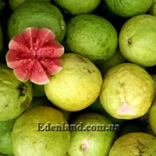 Изображение Псидиум Гуайава  - Psidium guajava 