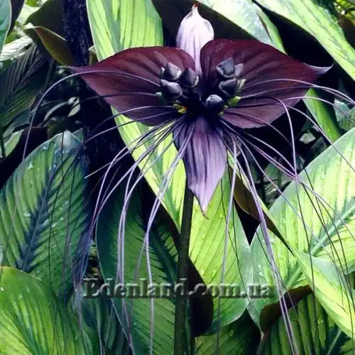 Зображення Такка Шантр'є - Tacca chantrieri