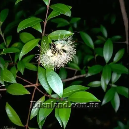 Изображение цветение