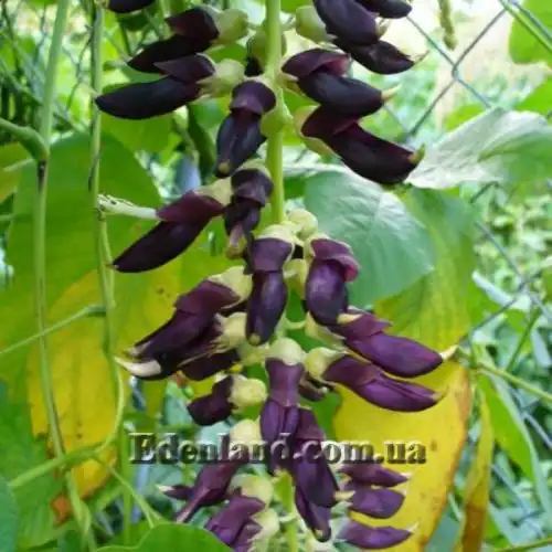 Изображение Мукуна жгучая - Mucuna pruriens