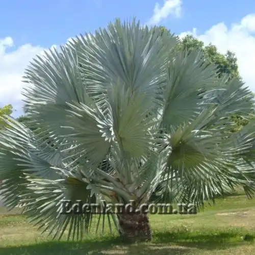 Изображение Бисмаркия благородная серебристая - Bismarckia nobilis Silver