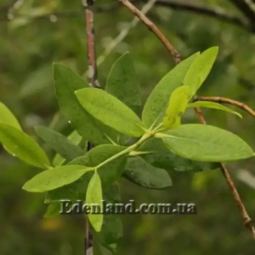 Изображение Соннератия сырная - Sonneratia caseolaris 