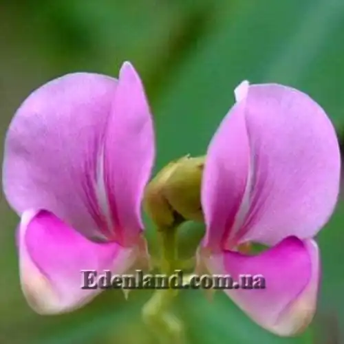 Зображення квіти