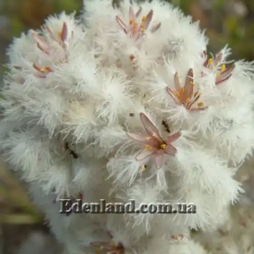 Изображение Ланария мохнатая - Lanaria lanata