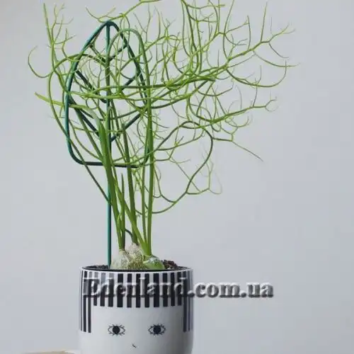 Изображение Бовиэя (Бовея) вьющаяся - Bowiea volubilis