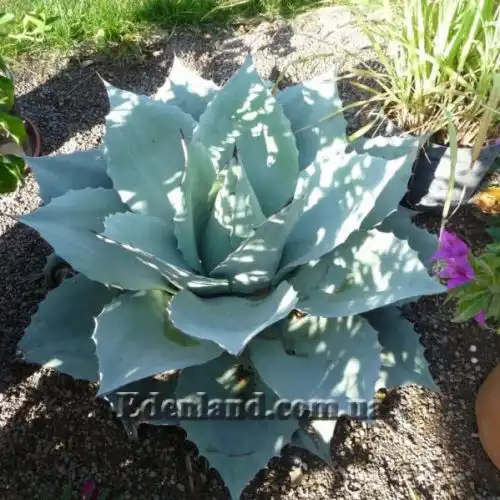 Изображение Агава яйцелистная (Гигант) - Agave ovatifolia (Giant)