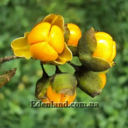 Изображение Целаструс метельчатый - Celastrus paniculatus