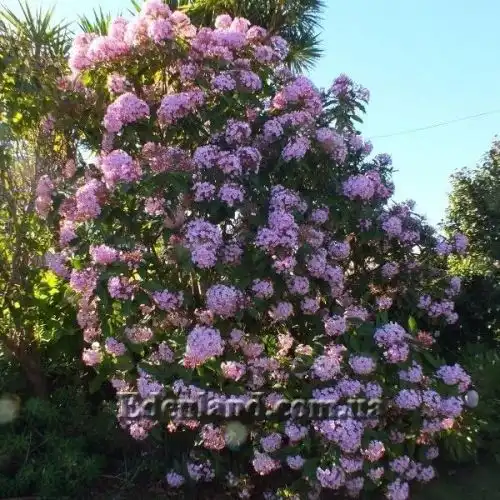 Зображення Лукулія приємна - Luculia gratissima