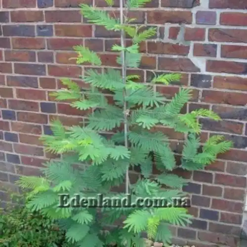 Изображение Акация беловатая (серебристая) - Acacia dealbata