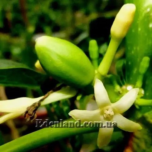 Изображение завязь