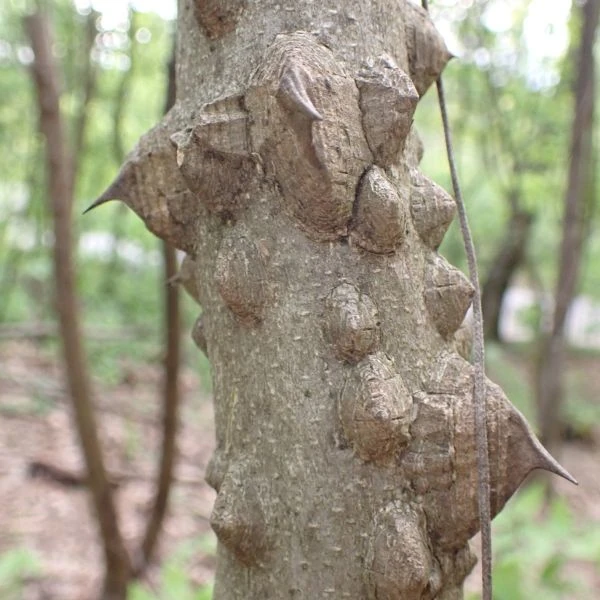 Изображение Зантоксилум подражающий - Zanthoxylum simulans  