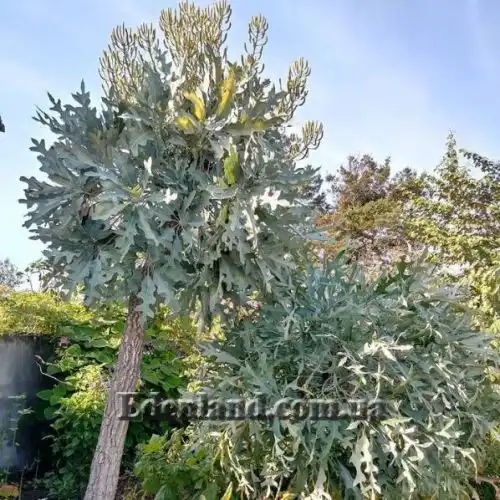 Изображение Куссония метельчатая подвид выемчатая - Cussonia paniculata subsp. sinuata 