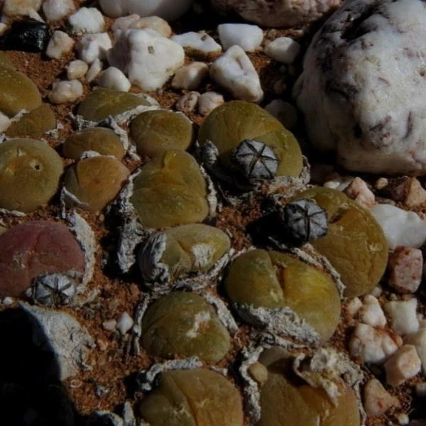 Зображення Гіббеум горіховидний - Gibbaeum nuciforme