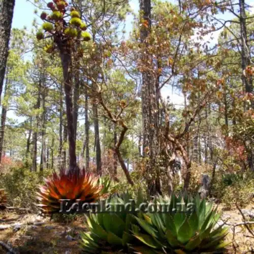 Изображение в лесу