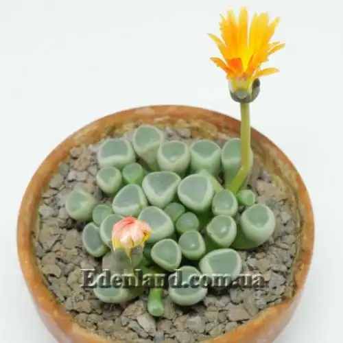 Изображение Фенестрария Булаволистная - Fenestraria rhopalophylla subsp. aurantiaca