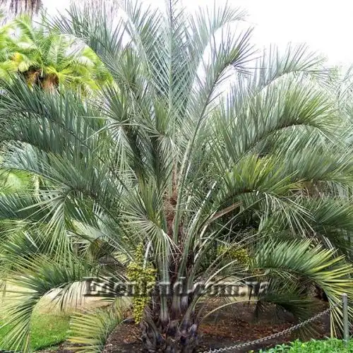 Изображение Бутия Ятай - Butia yatay