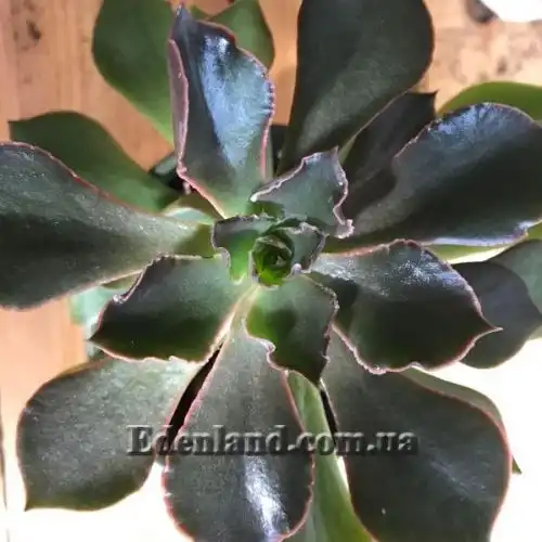 Зображення Ехеверія шавіана х стриктіфлора - Echeveria shaviana х strictiflora