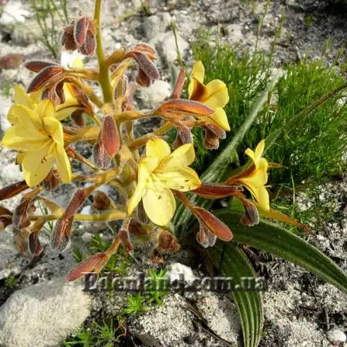 Изображение Вахендорфия метельчатая - Wachendorfia paniculata