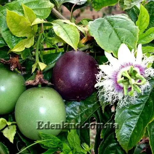 Пассифлора съедобная - Passiflora edulis f. edulis