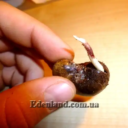 Изображение проросший орех