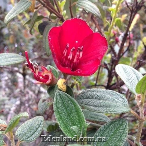 Зображення Тібухіна гросса - Tibouchina grossa