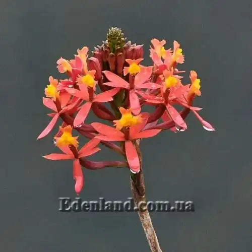 Изображение Эпидендрум однобокий  - Epidendrum secundum 
