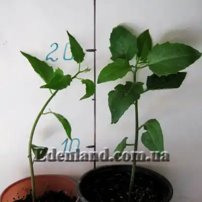 Изображение саженцы в продаже