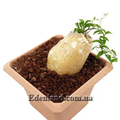 Изображение Цифия льнянковидная - Cyphia linarioides