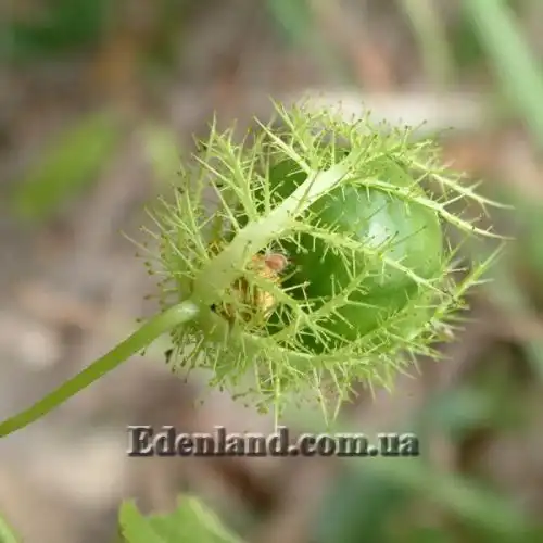 Зображення Пасифлора смердюча (гібіскусолиста) - Passiflora foetida v.hibiscifolia
