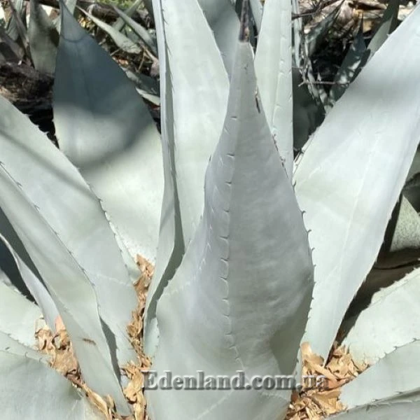 Зображення Агава Хаварда  - Agave havardiana