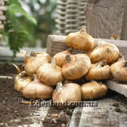 Зображення бульби