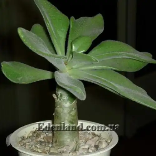 Изображение Тилекодон метельчатый  - Tylecodon paniculatus